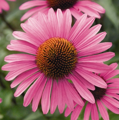 Picture of Echinacea - Primadonna Deep Rose Pink